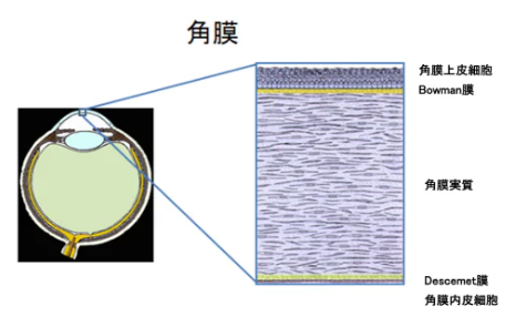 図1 角膜のシェーマ